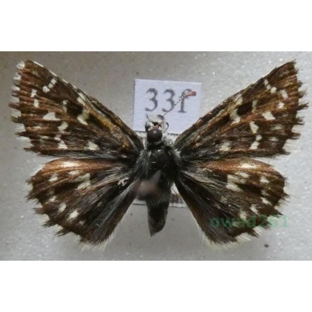 Pyrgus malvae (Linnaeus, 1758) Powszelatek malwowiec Czech33f